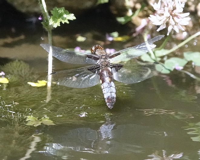 broad-bodied chaser